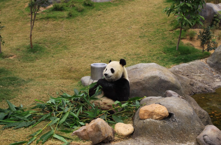 Ocean Park HK