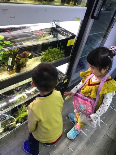 親子玩樂 - 觀賞金魚