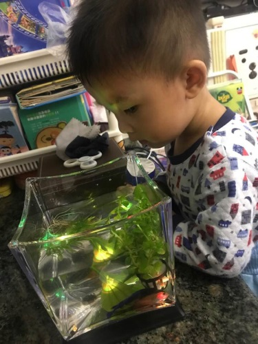 親子玩樂 - 觀賞金魚