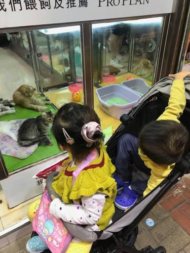 親子玩樂 - 觀賞貓咪