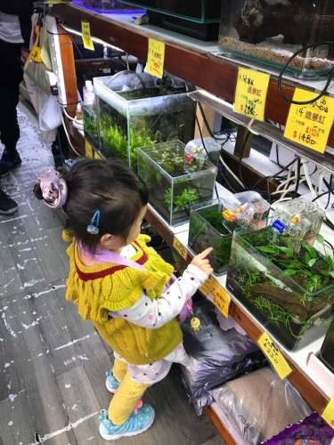 親子玩樂 - 觀賞魚缸