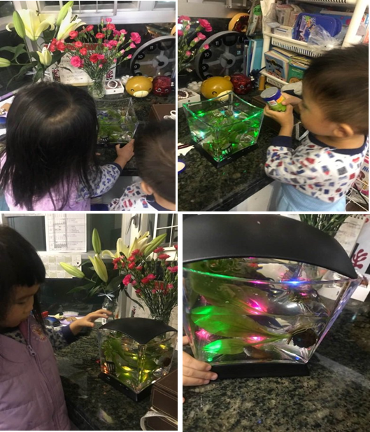 親子玩樂 - 失手買了金魚