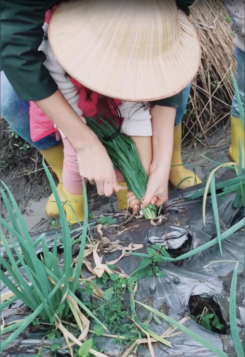 親子旅行 - 參觀蔥田、學習拔蔥及洗蔥