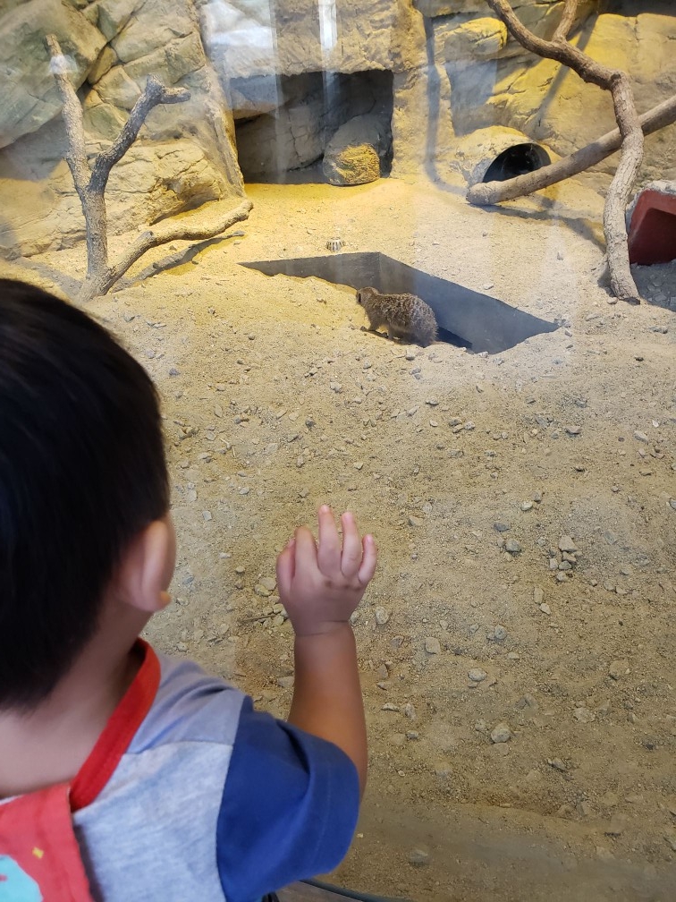 親子好去處 - 比機會毛爺睇實物