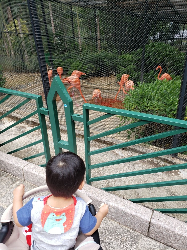 親子好去處 - 火烈鳥