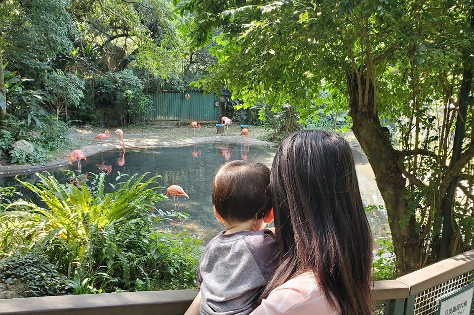 親子郊遊 - 火烈鳥