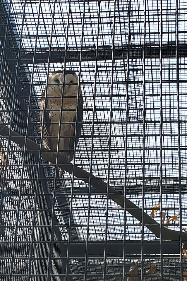 親子郊遊 - 貓頭鷹