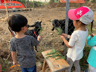 戶外郊遊 - 餵小羊