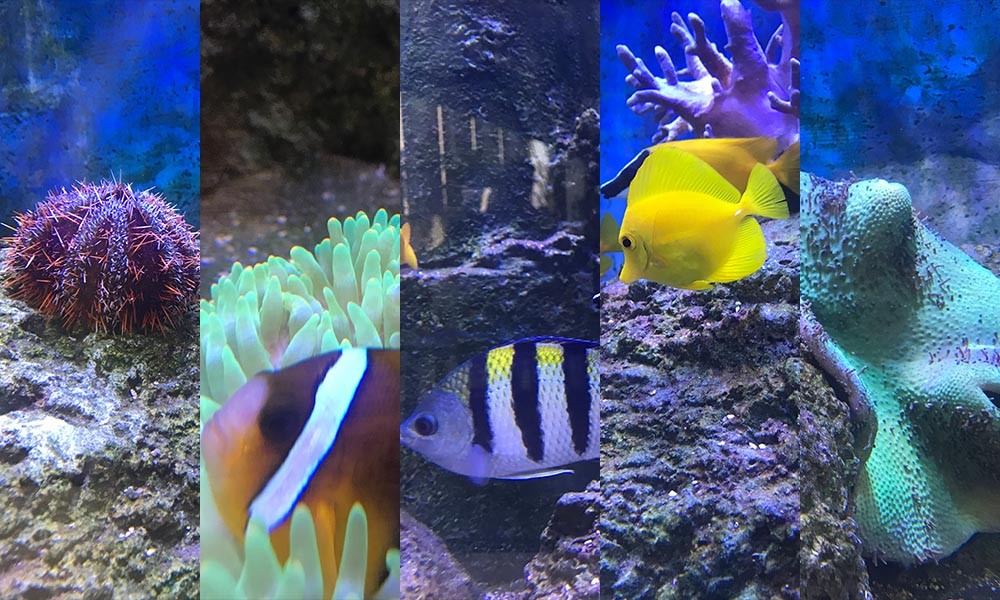 K11 Musea-露天水族箱生物