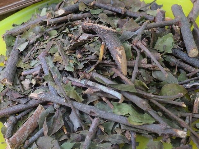 湯水分享:桑寄生蓮子紅棗茶