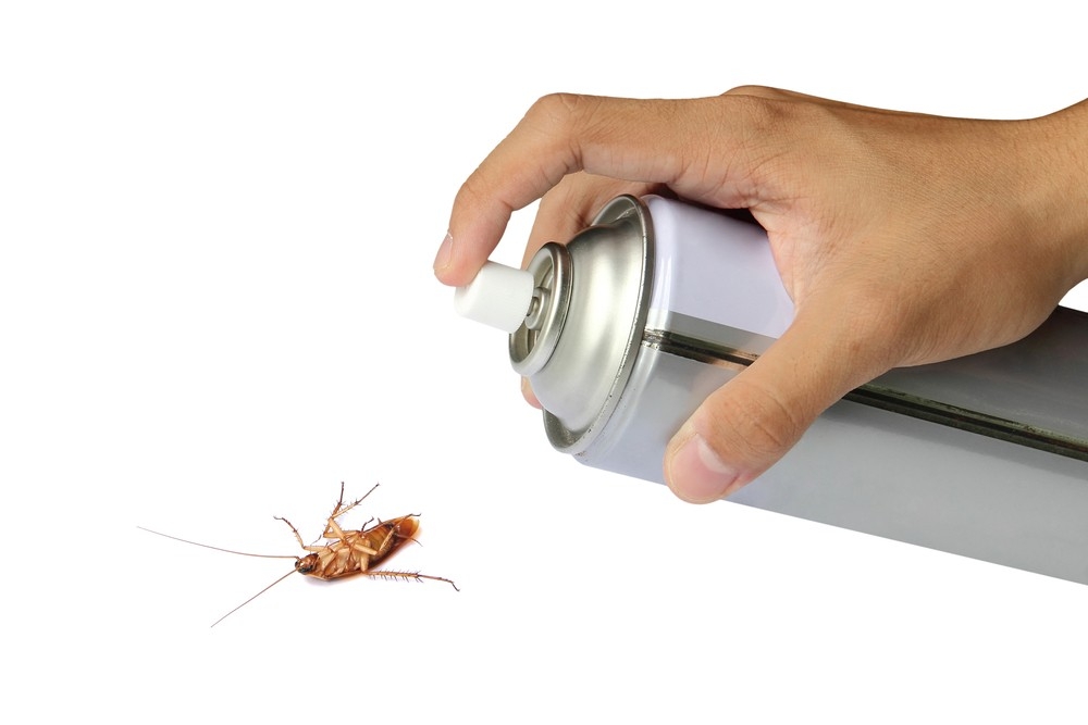 insect