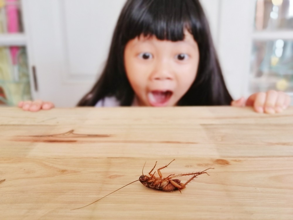 insect