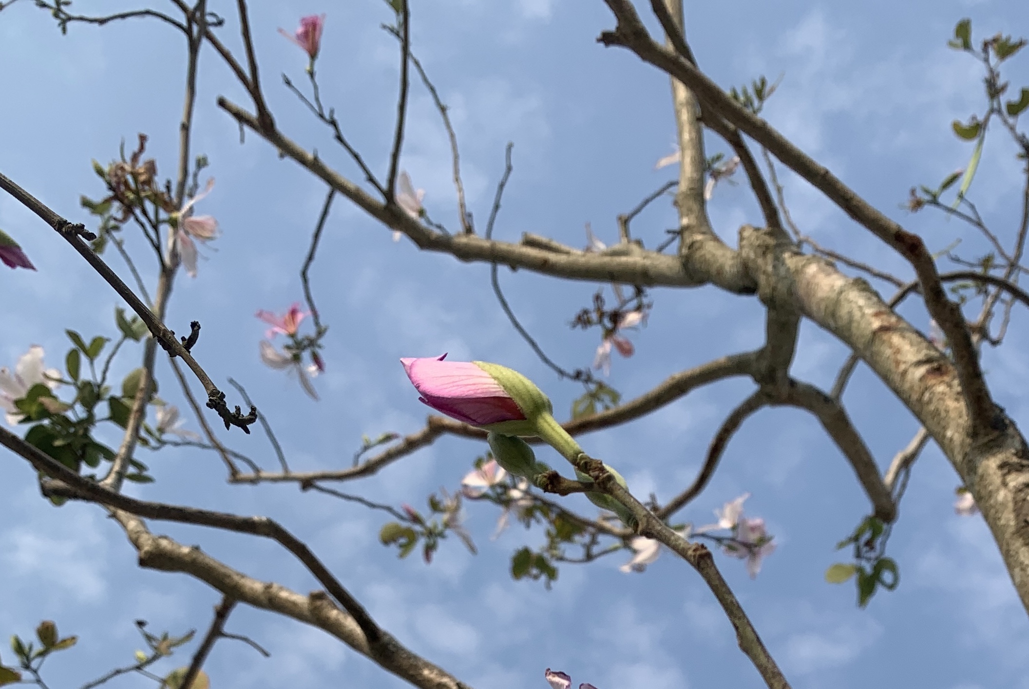 15886854904501IMG_7533