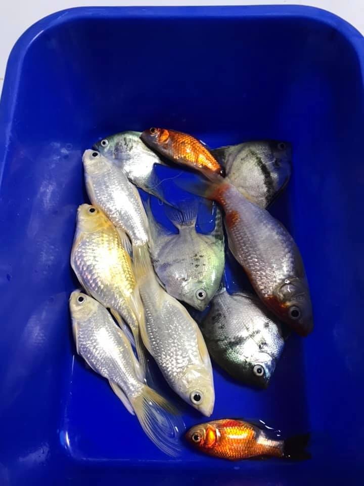 全部魚都死掉。