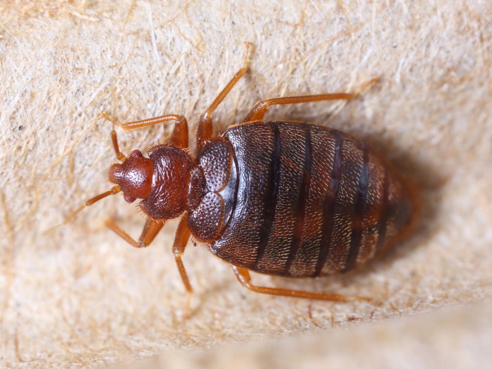 bed bugs pic.