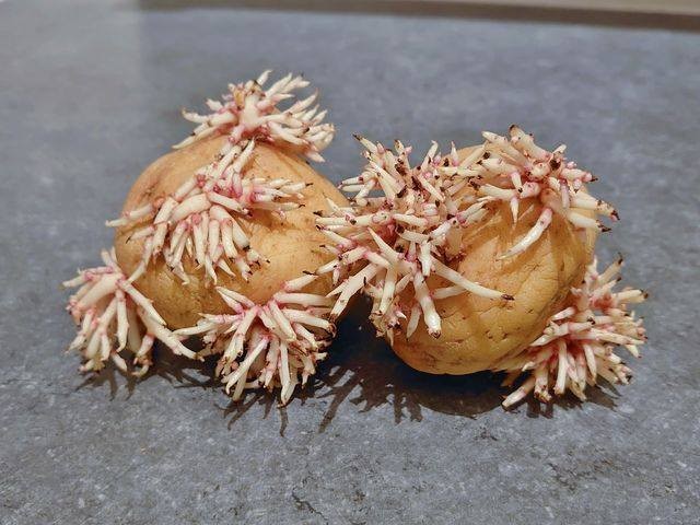 網民分享的薯仔發芽相片。