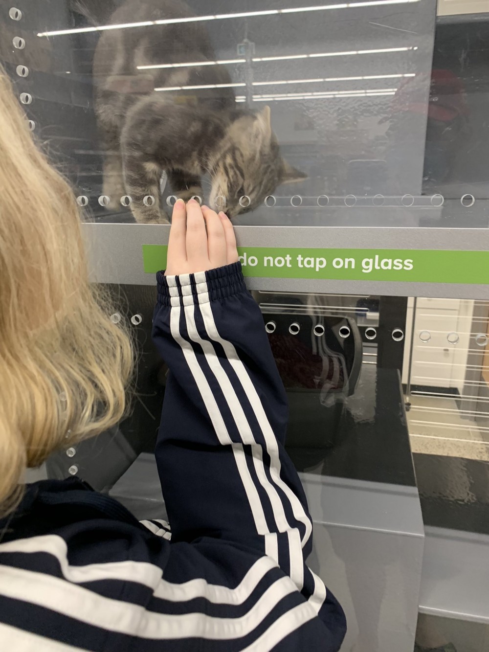 cat ppt
