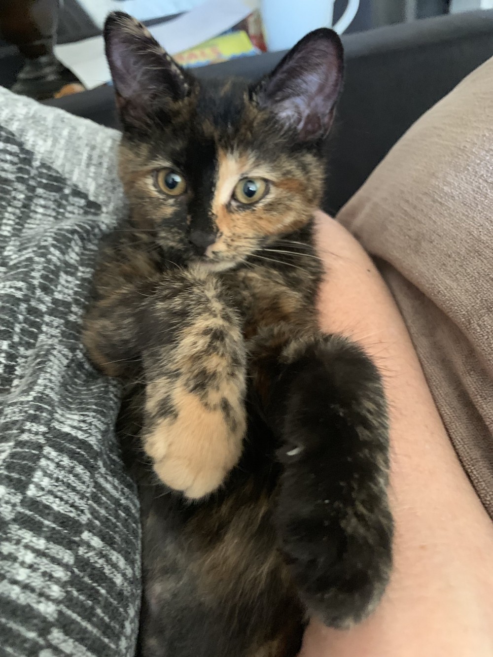 cat ppt