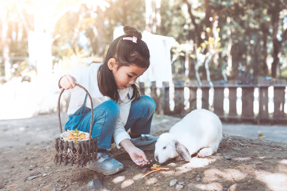 pet