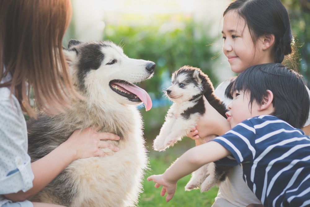 pets