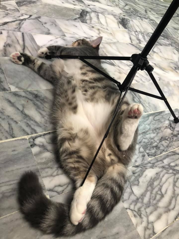 哈尼vs瑪妮FB