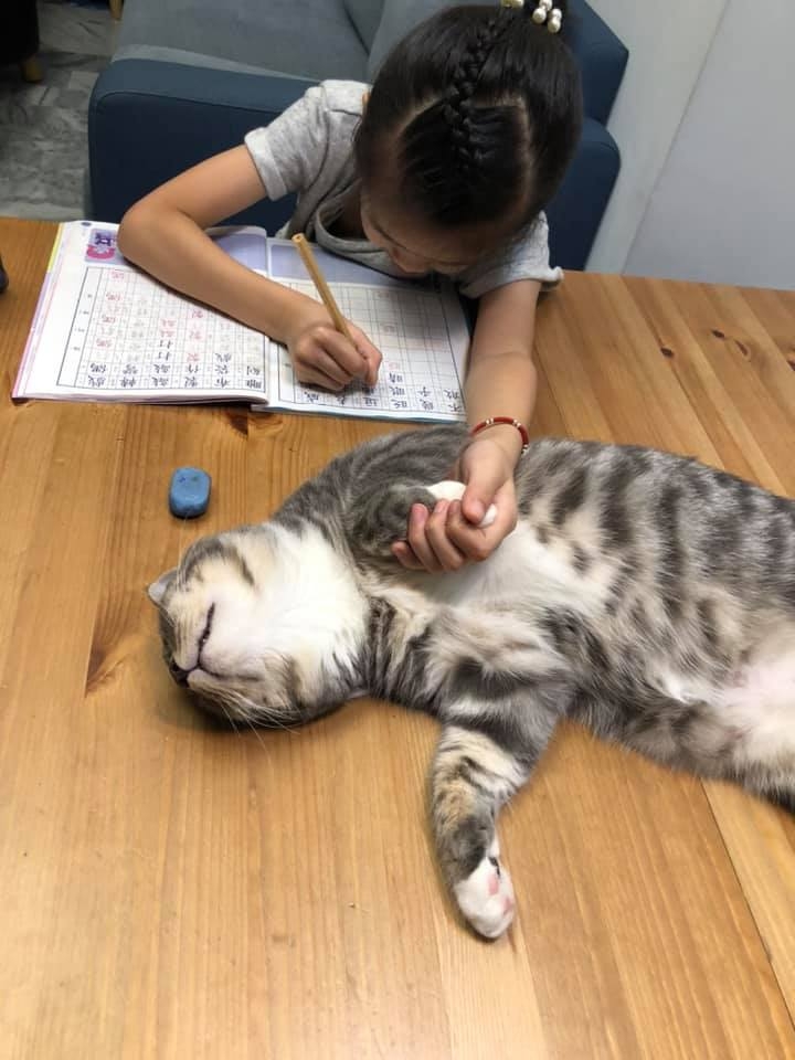 哈尼