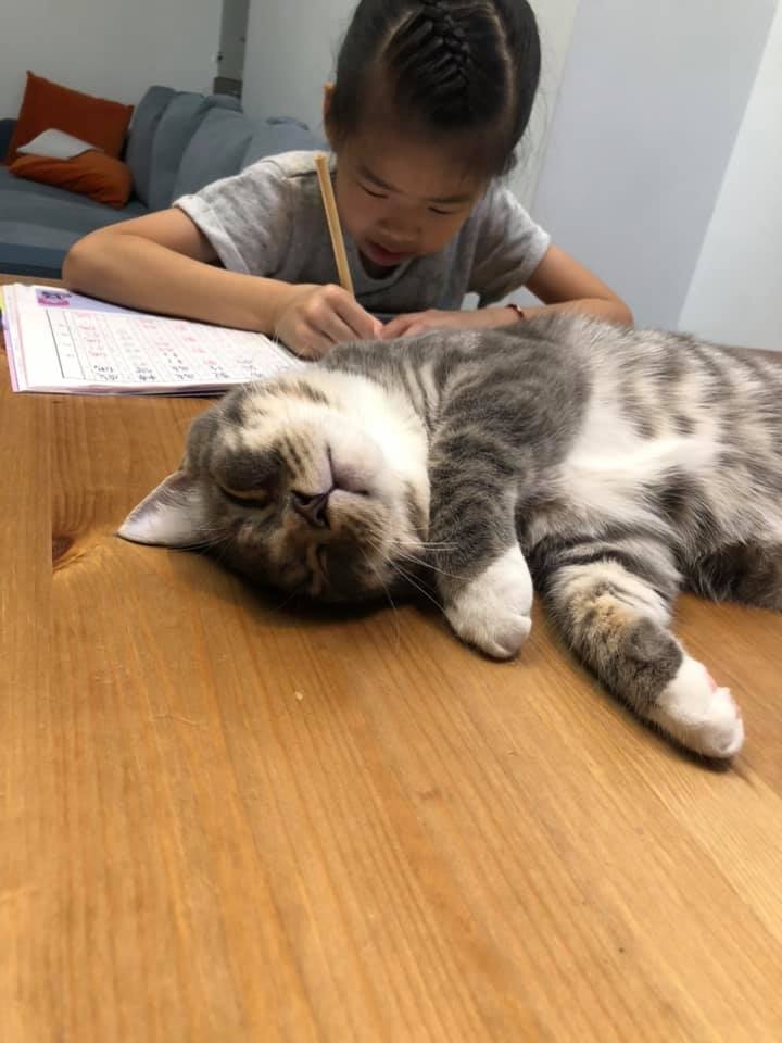 哈尼