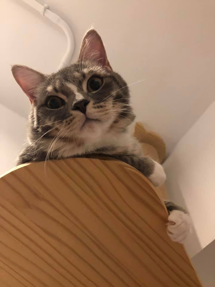 哈尼vs瑪妮FB