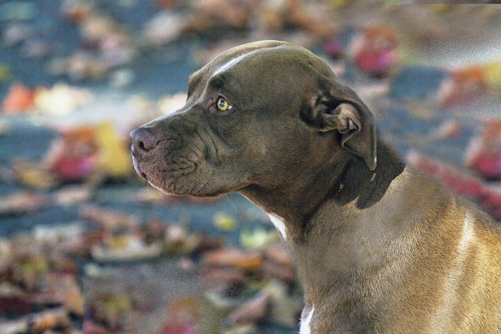 pitbull