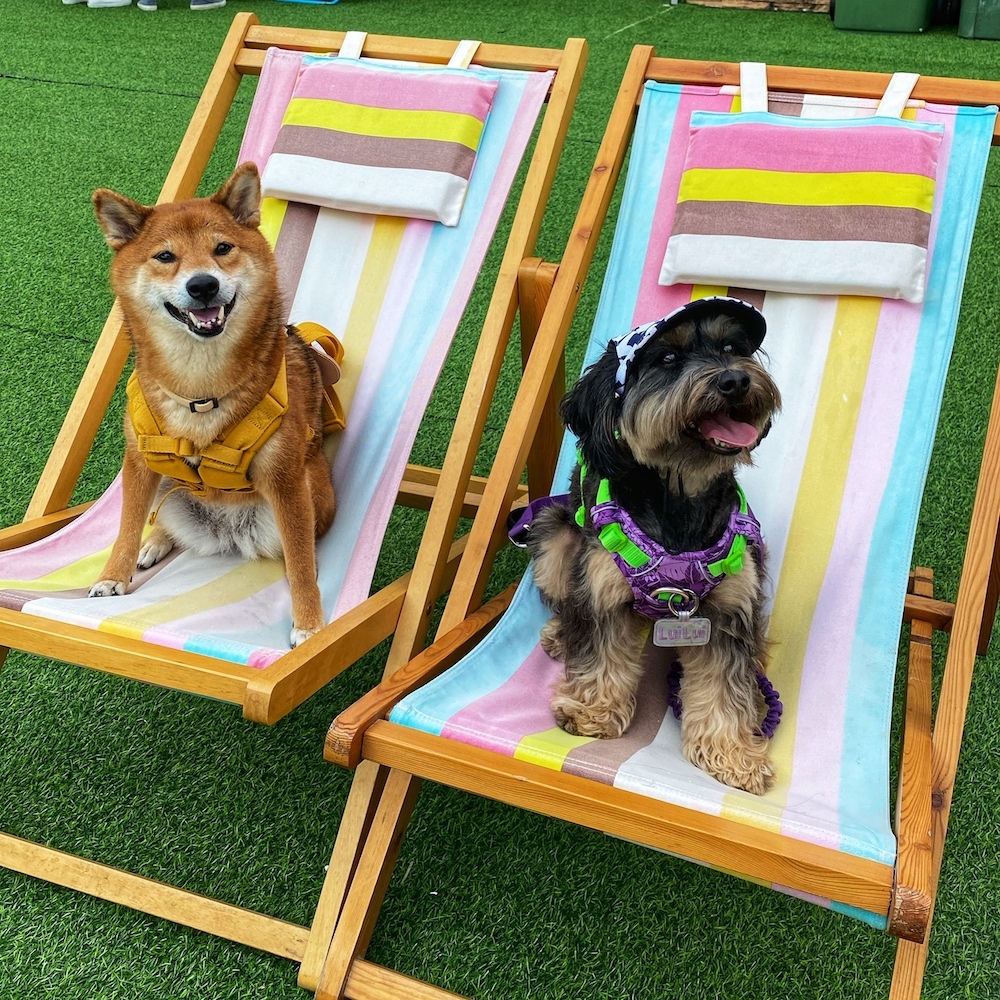 the pulse_lifemart_bubble market 5