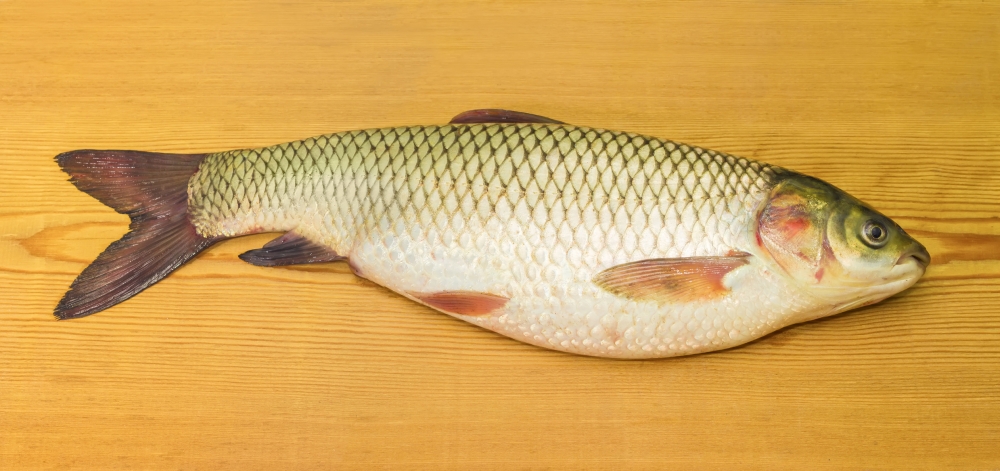 草魚水銀含量低,富含奧米加3