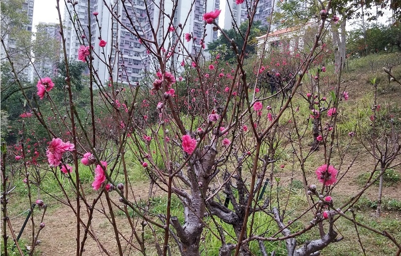 青衣公園郊遊2021