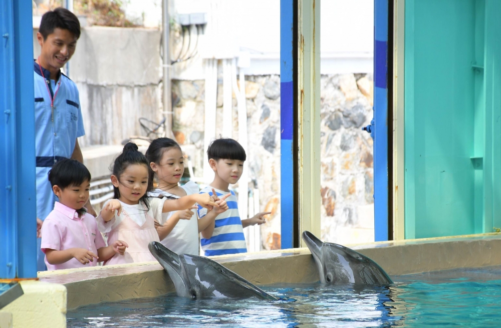 Dolphins interaction_New