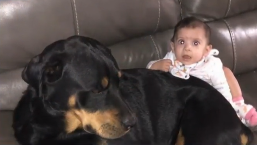 翻攝自《Fox News》