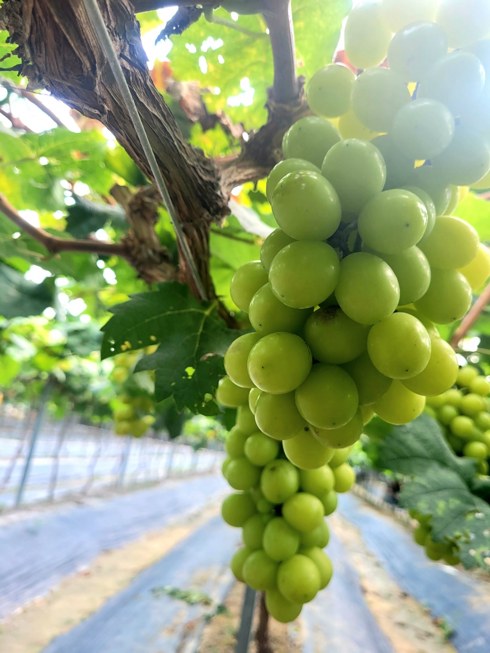 225267262_553993522701206_4293817228200711439_n