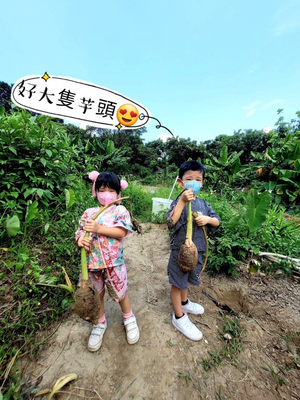 小朋友拃住個小鏟掘芋頭,小朋友覺得好新奇。