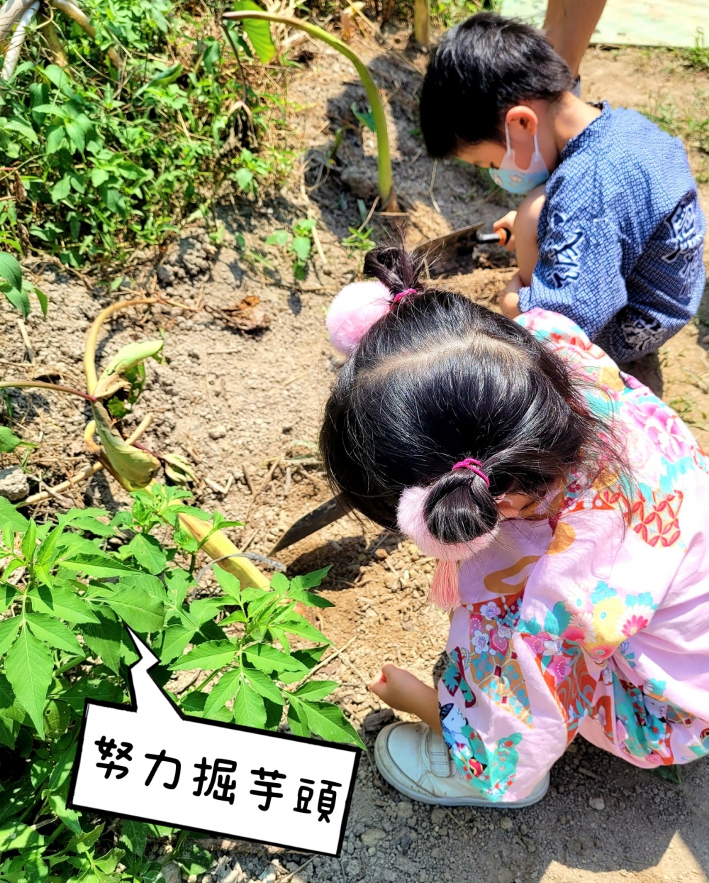 龍鳳寶寶去做農夫秋收芋頭呀