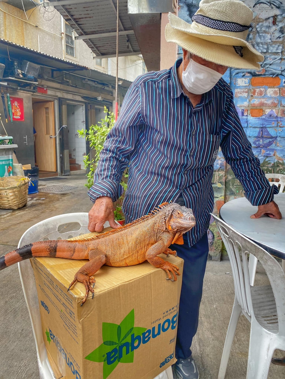南丫島榕樹灣大街有一隻巨大的蜥蜴。