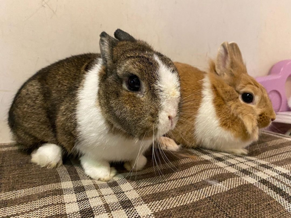 Rabbitland cafe裡的兩隻可愛兔子。