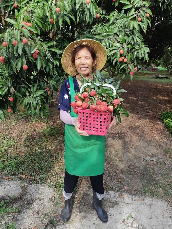 潘媽媽果園生產的荔枝。