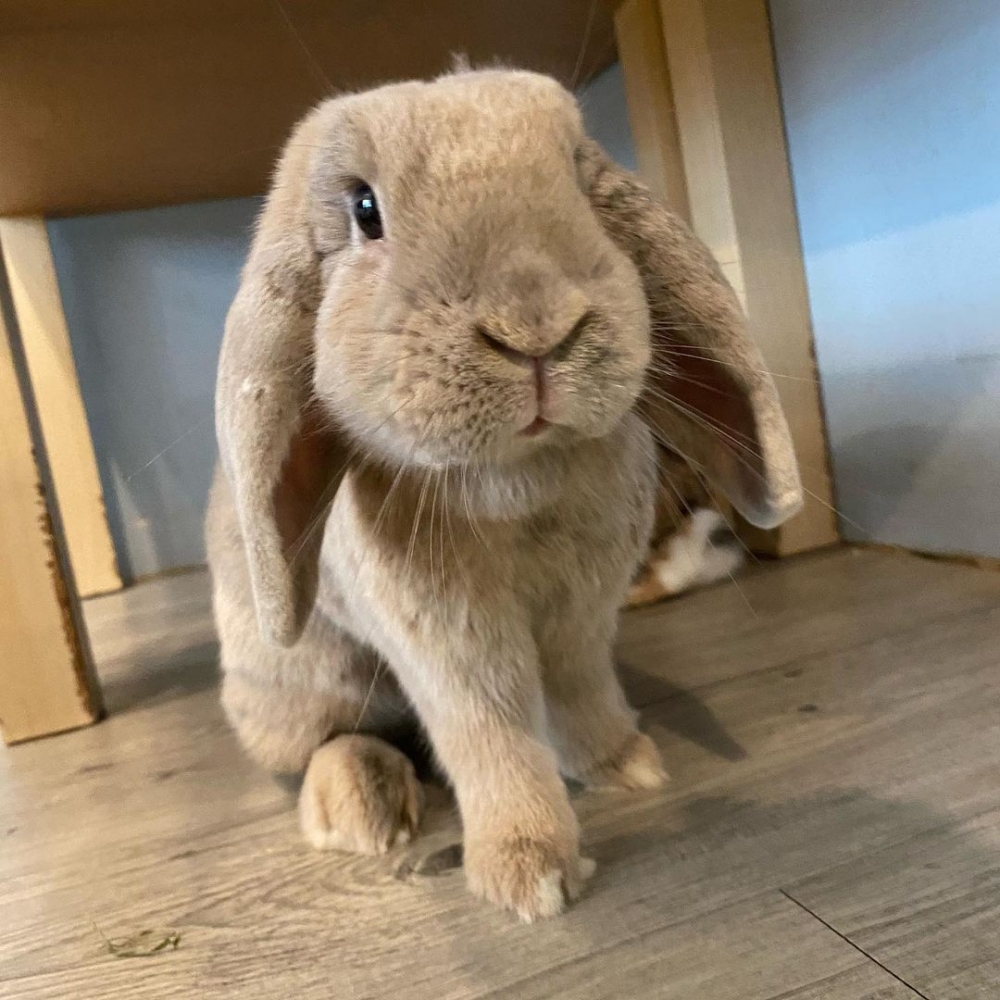 Rabbitland cafe裡的可愛垂耳兔。
