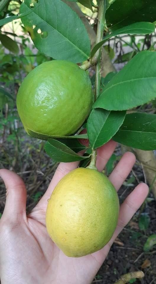 潘媽媽果園生產的檸檬。