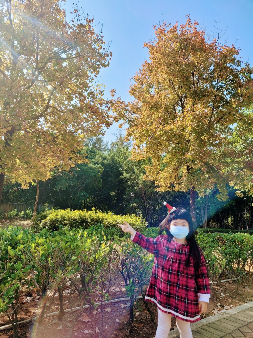 賞楓好去處之荔枝角公園,分設三大主題區域,而紅葉飄飄的樹林就位於其中的「嶺南之風」內。