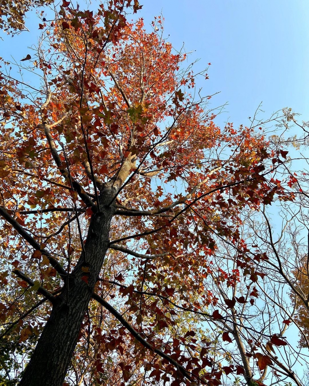 賞楓好去處之青衣公園,楓樹旁就是草坪,也有不少家庭帶著野餐盒到此度過悠閒的午後。
