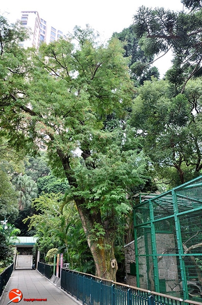 楓好去處之香港動植物公園，還未變紅的百年落羽松。