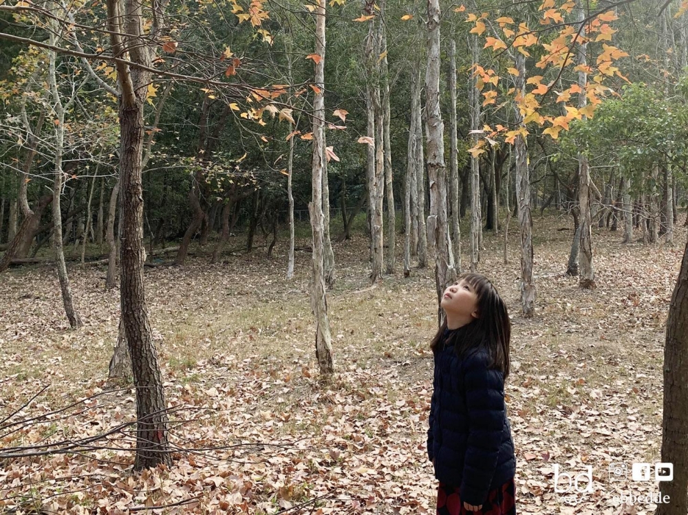 賞楓好去處之欣澳楓香林,佔地不大,但勝在人流少。