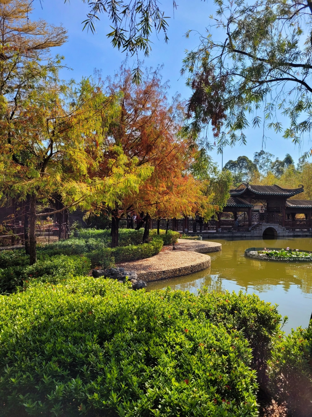 賞楓好去處之荔枝角公園,一排楓香樹就位於拱橋旁。