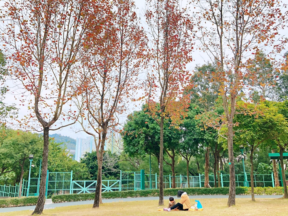 賞楓好去處之佐敦谷公園,觀塘區最大公園,還有一個非常適合野餐的大草地。