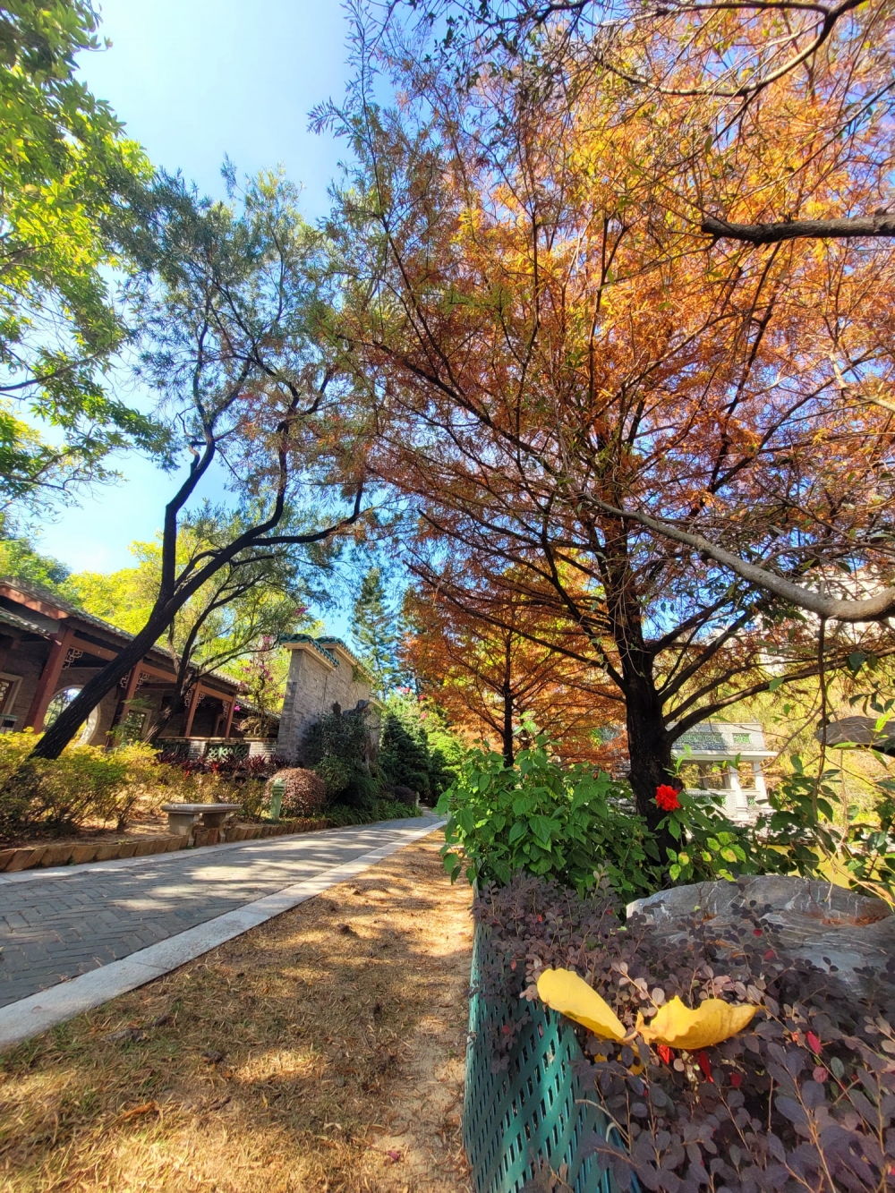 賞楓好去處之荔枝角公園,中西合併的設計適合郊遊。