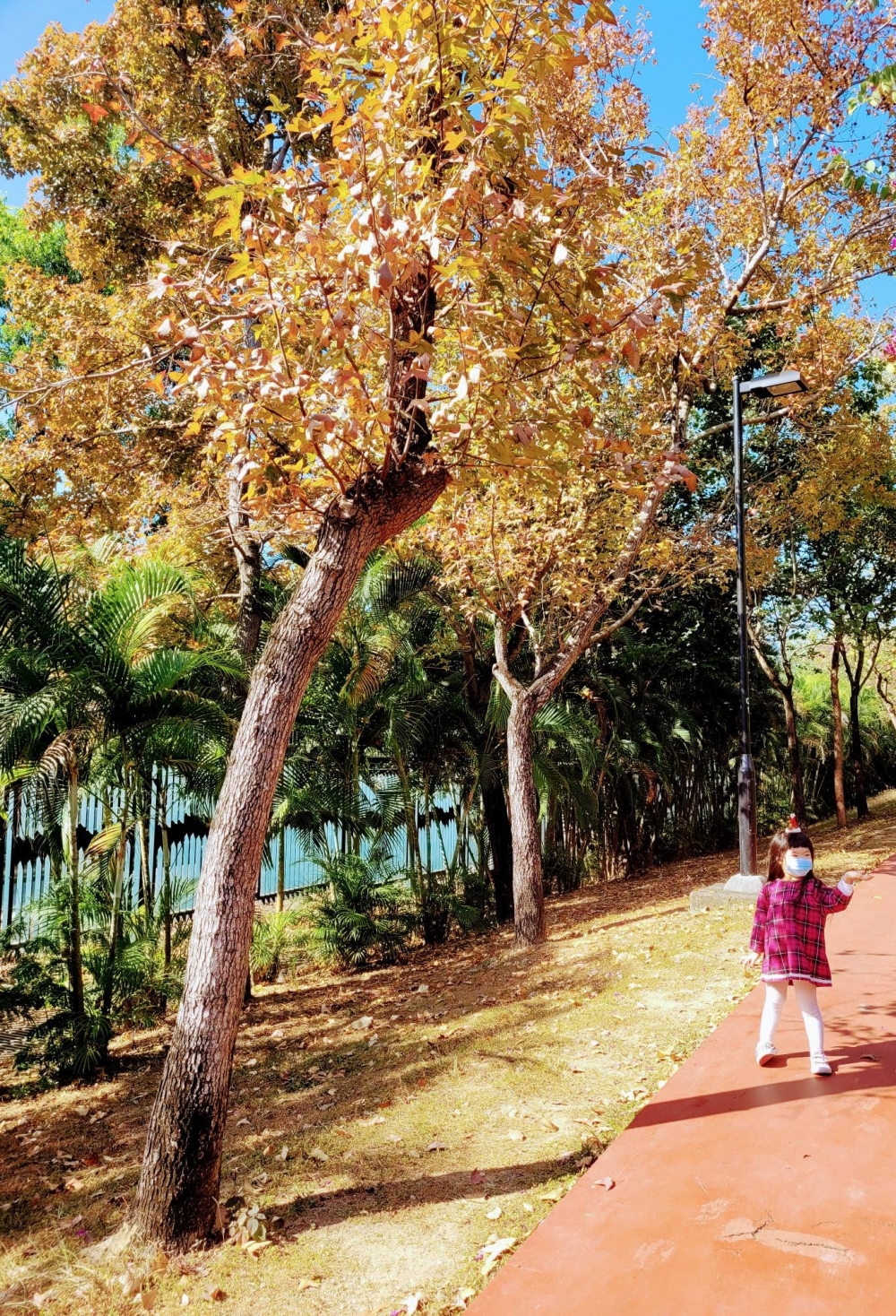 賞楓好去處之荔枝角公園,荔枝角公園人流較少,場地開揚,還有多個兒童遊樂場免費開放,賞完楓葉還可放電玩一玩!
